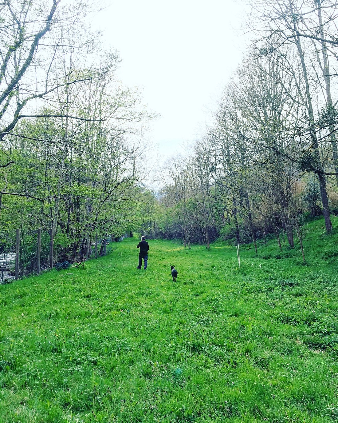 Canards sur la rivière